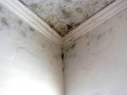 Best Black Mold Removal  in Pinecrest, FL