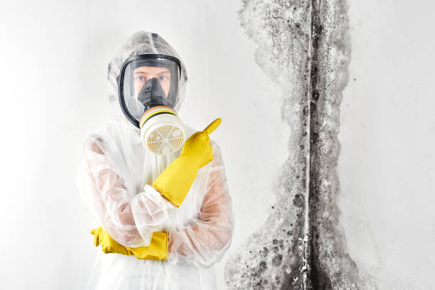  Pinecrest, FL Mold Removal & Remediation Pros