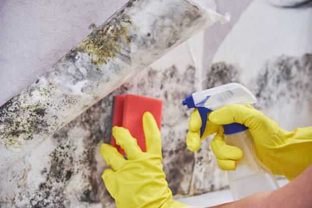 Biohazard Mold Removal in Pinecrest, FL